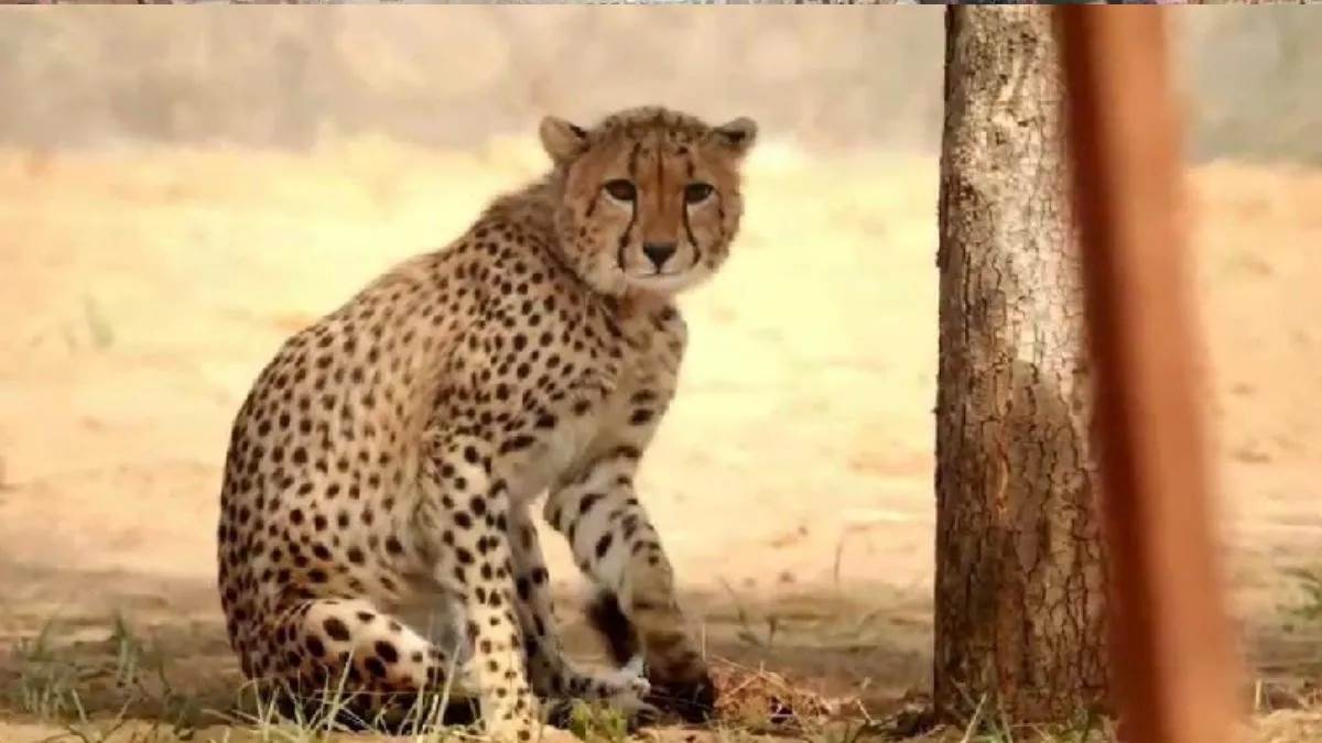 adult cheetah mukhi indias cheetah restoration project success