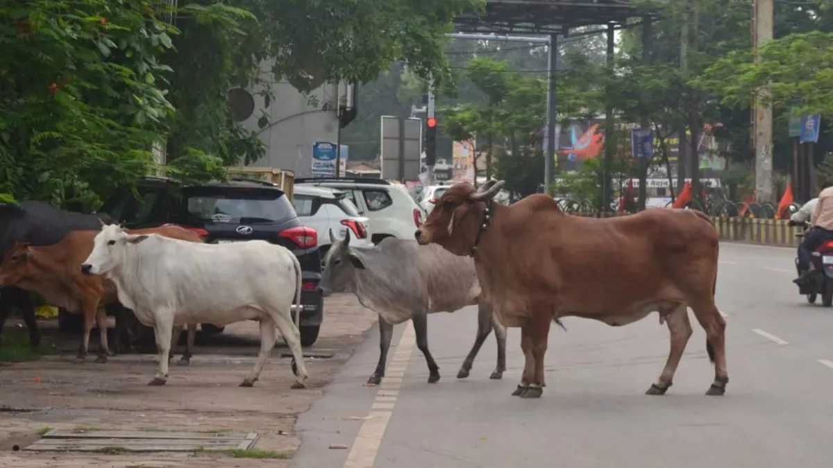 बारामुला में स्कूल बस ने भेड़ों और बकरियों के झुंड को रौंदा, 18 मवेशी की मौत