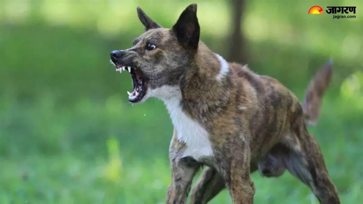 https://www.jagranimages.com/images/newimg/28092025/28_09_2025-dog_bite___24063021.jpg