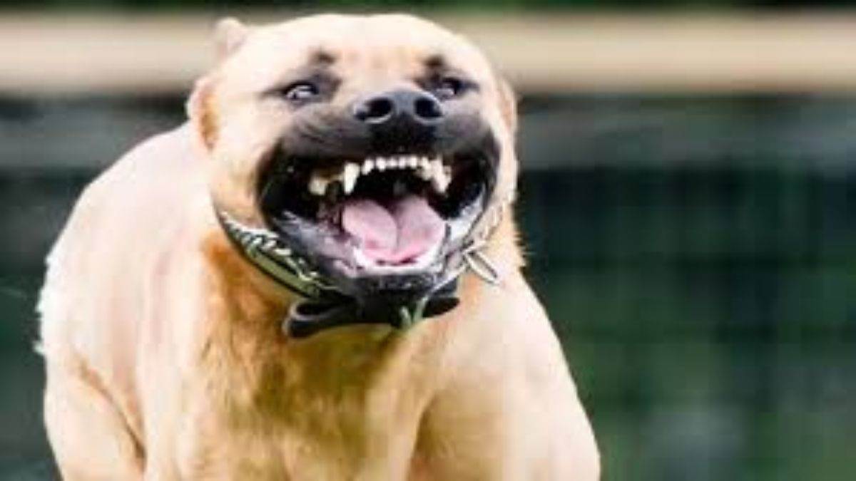 https://www.jagranimages.com/images/newimg/28092025/28_09_2025-kutta_24063255.jpg