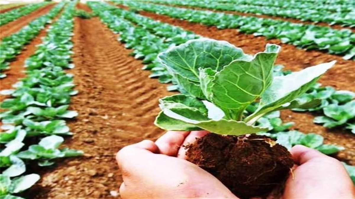 https://www.jagranimages.com/images/newimg/28092025/28_09_2025-natural_farming_24063337_154548459.jpg