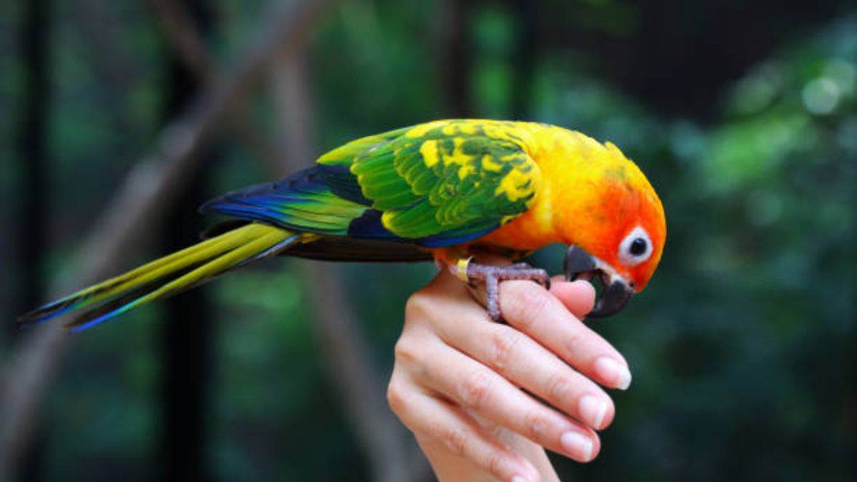 https://www.jagranimages.com/images/newimg/28092025/28_09_2025-parrot_24063745.jpg