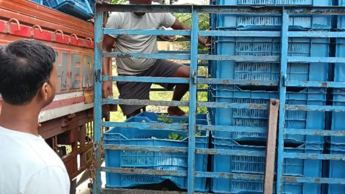 जिले में तेजी से बढ़ रही है स्ट्रॉबेरी की खेती