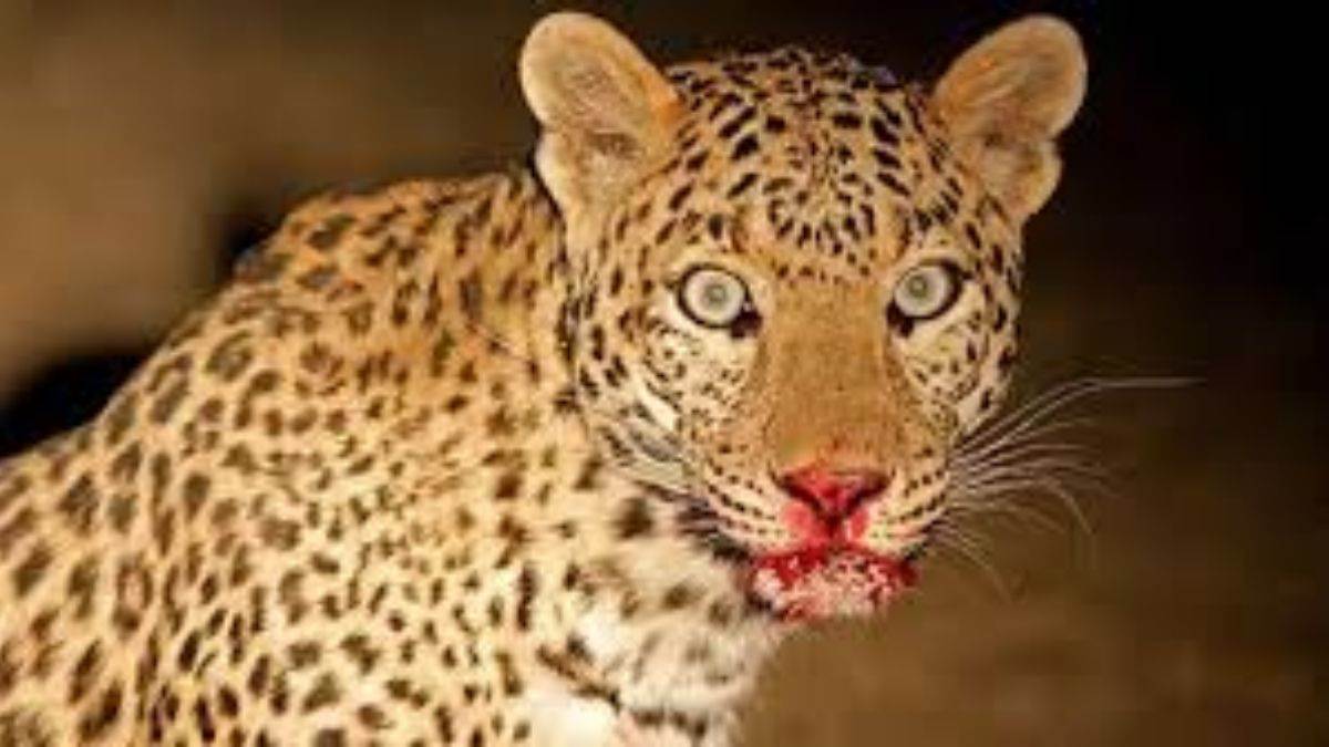 https://www.jagranimages.com/images/newimg/28092025/28_09_2025-up_leopard_24062937.jpg