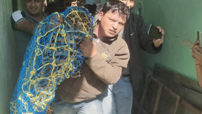 Dehradun News : एक घंटे की मशक्कत के बाद ट्रेंकुलाइज कर पकड़ा।
