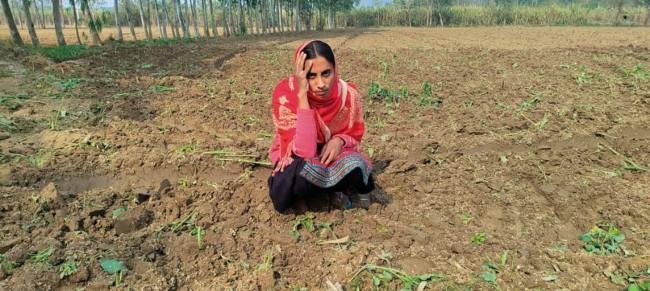 दबंगों ने महिला किसान की खड़ी फसल जोती