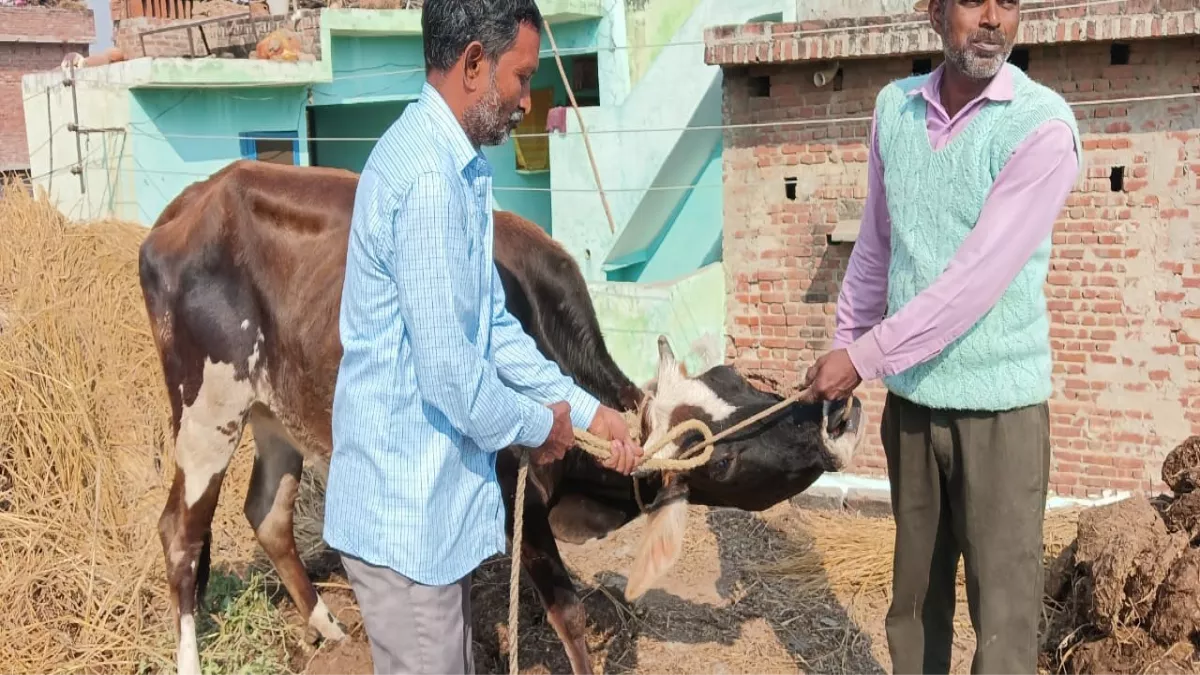 Bijnor News: छत पर चढ़ी गाय को कड़ी मशक्कत से उतारा, ग्रामीणों की जुटी भीड़, पुलिस पहुंची