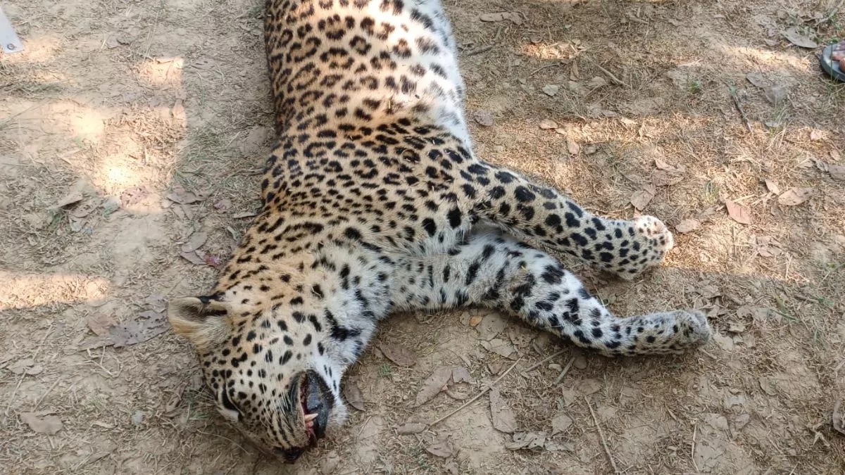 इटावा: चंबल के बीहड़ जंगल में मृत मिली मादा तेंदुआ, शिकार के दौरान पेड़ में फंसकर गई जान, 5 साल उम्र का अनुमान