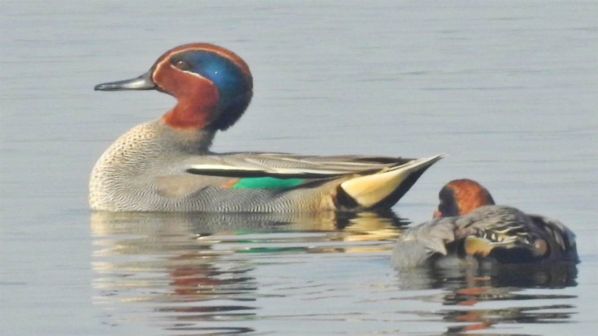 https://www.jagranimages.com/images/newimg/28112022/28_11_2022-green_winged_teal_23232697.jpg