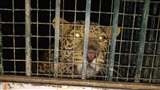 Leopard in Rampur : रामपुर में पकड़ में आया तेंदुआ। जागरण