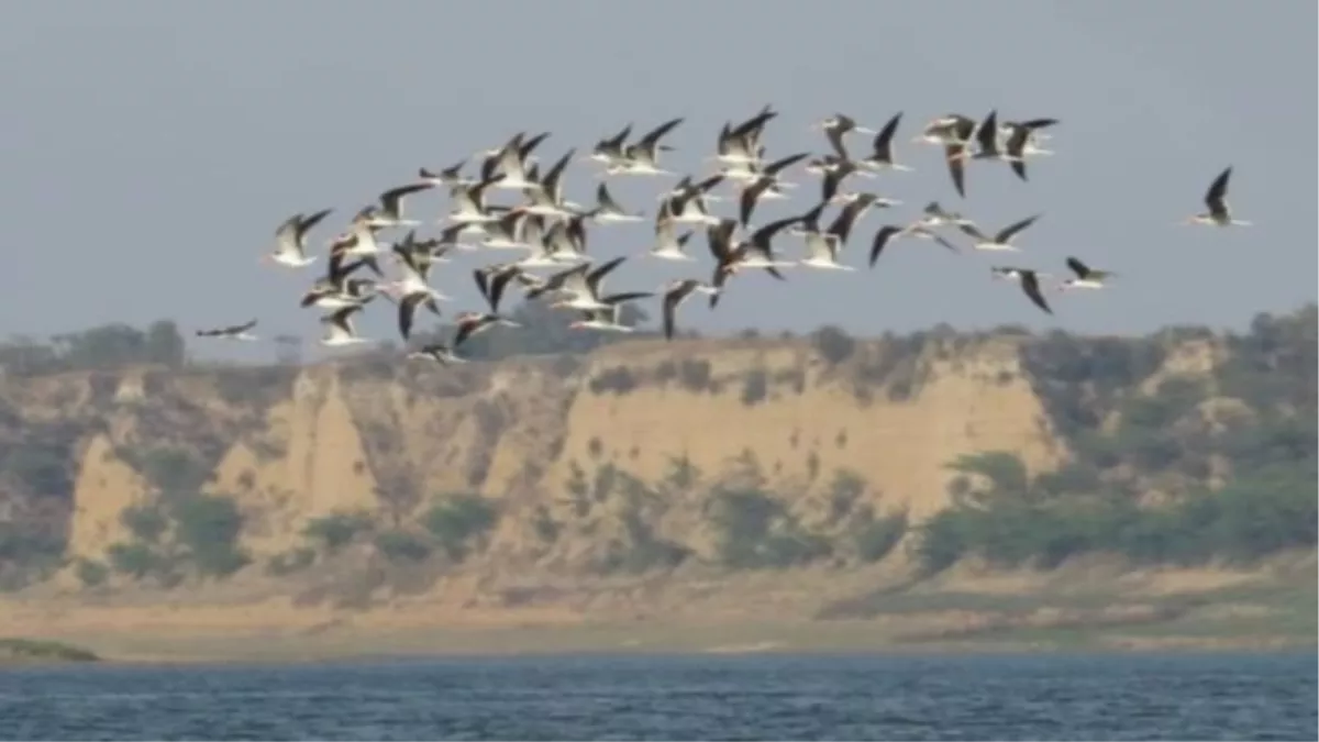 https://www.jagranimages.com/images/newimg/28112022/28_11_2022-migrartory_birds_23234098_164652303.jpg