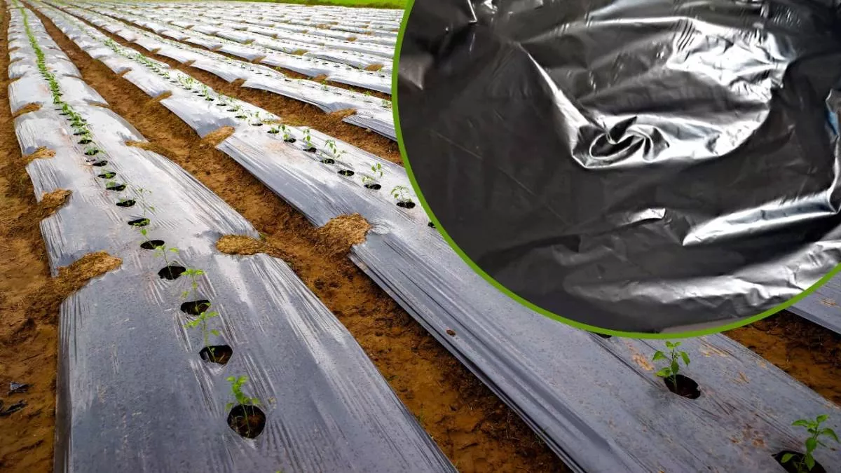 बीज से बनी मल्च फिल्म पर्यावरण संरक्षण संग खेती की लागत भी करेगी कम
