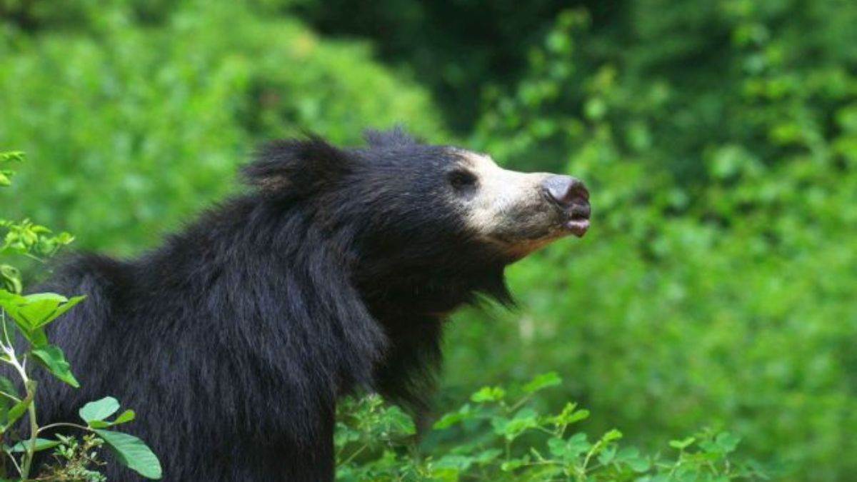 keetham bear conservation home not a single bear born from 23 long years