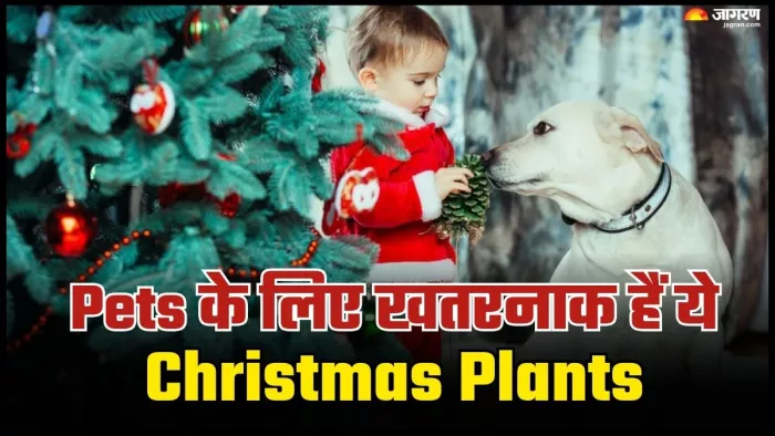 Christmas Home Decor Safety Tips: क्रिसमस पर सोच समझकर लगाएं ये प्लांट्स। (Image Credit- freepik)