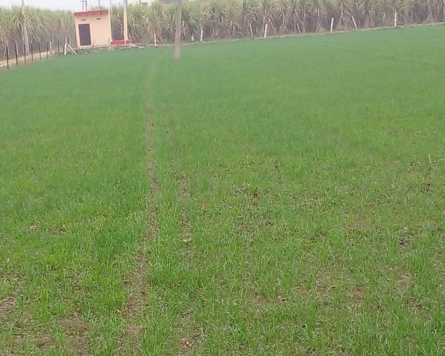 फिर हुआ बूंदाबांदी का मौसम, गेहूं को होगा फायदा