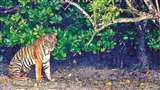 नैनीताल के भीमताल में 76 साल बाद दिखा बाघ