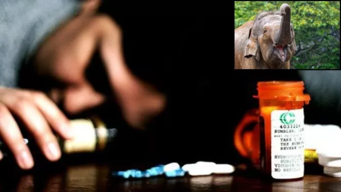 हाथी ने खाया धान, किसान ने की खुदकुशी, स्वजन हताश।