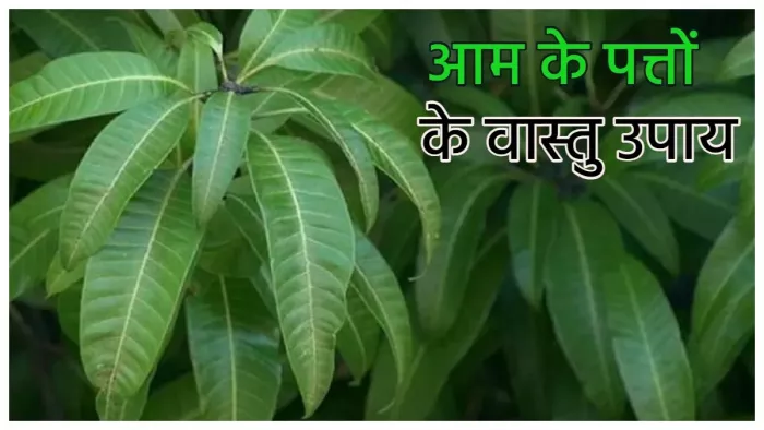 Vastu Tips: आम के पत्तों से करें ये उपाय, कर्ज की समस्या से मिलेगा छुटकारा