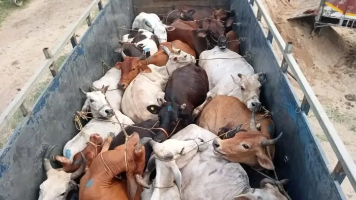 ट्रक में ठसाठस भरे गोवंश। (जागरण फोटो)