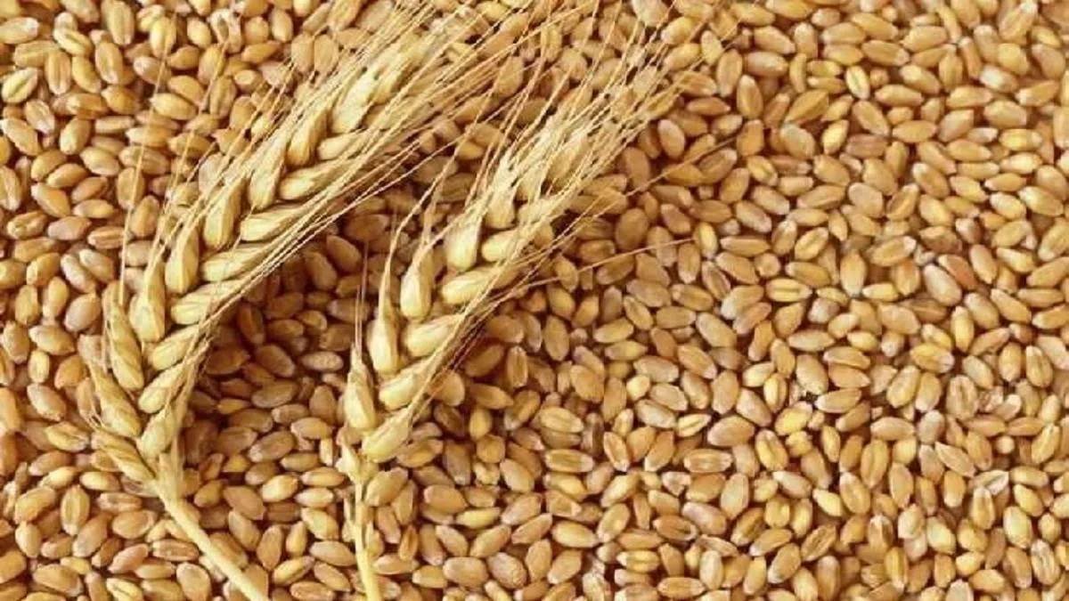 https://www.jagranimages.com/images/newimg/28122023/28_12_2023-wheat_23615741.jpg