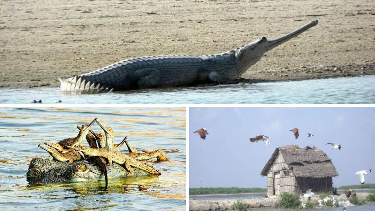 https://www.jagranimages.com/images/newimg/28122024/28_12_2024-chambal_sanctuary_23857059.jpg