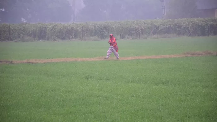 Haryana Rain: बूंदाबांदी के दौरान हरी-भरी फसल के बीच से जाती महिला।
