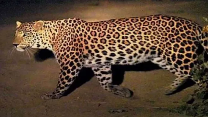 तेंदुए ने दस्तक दे दी है। जागरण (सांकेतिक तस्वीर)