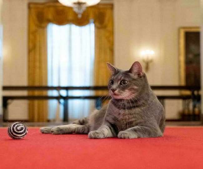 व्हाइट हाउस में फर्स्ट लेडी जिल बाइडन की नई मेहमान है बिल्ली 'Willow'