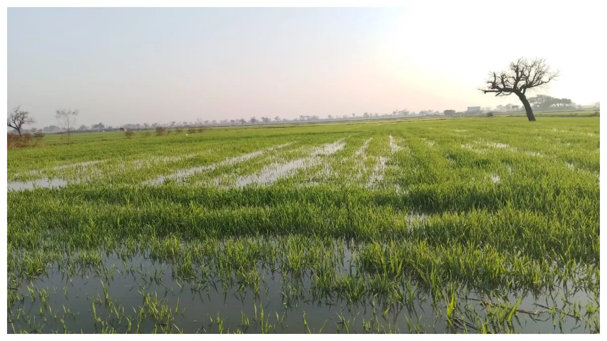 Rewari News: नहर टूटने से जलमग्न हुई फसलें, किसानों में रोष