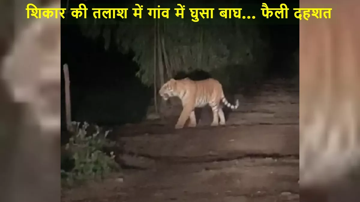 Tiger in Bijnor: शिकार की तलाश में गांव के नजदीक घूम रहा बाघ, ग्रामीणों में फैली दहशत