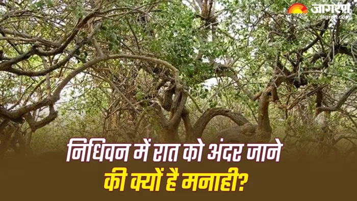 Nidhivan Ka Rahasya: निधिवन में रात को अंदर जाने की क्यों मनाही है? जानें इसका रहस्य