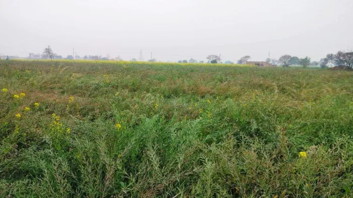 धूप न निकलने के कारण सरसों की फसल में हो रहा रतुआ रोग।