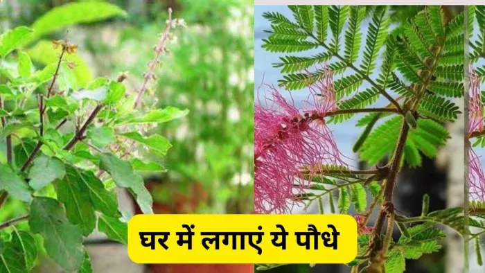 Vastu Tips: घर में लगाएं जरूर लगाएं ये पौधे, हो जाएंगे मालामाल!