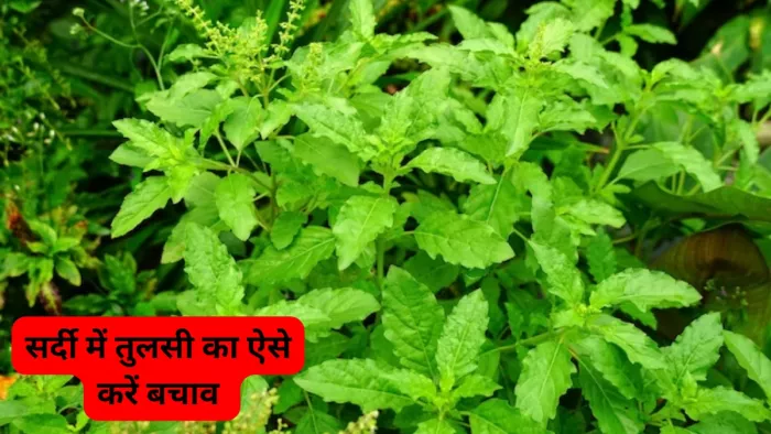 Tulsi Care in Winter: सर्दी में तुलसी का ऐसे करें बचाव, पौधा सदैव रहेगा हरा-भरा