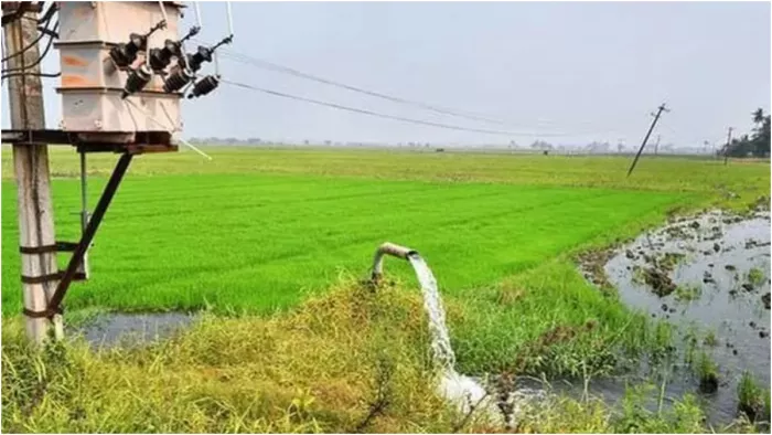 तैयार हो गई फसल, सिंचाई के लिए अब तक नहीं मिले बिजली कनेक्शन
