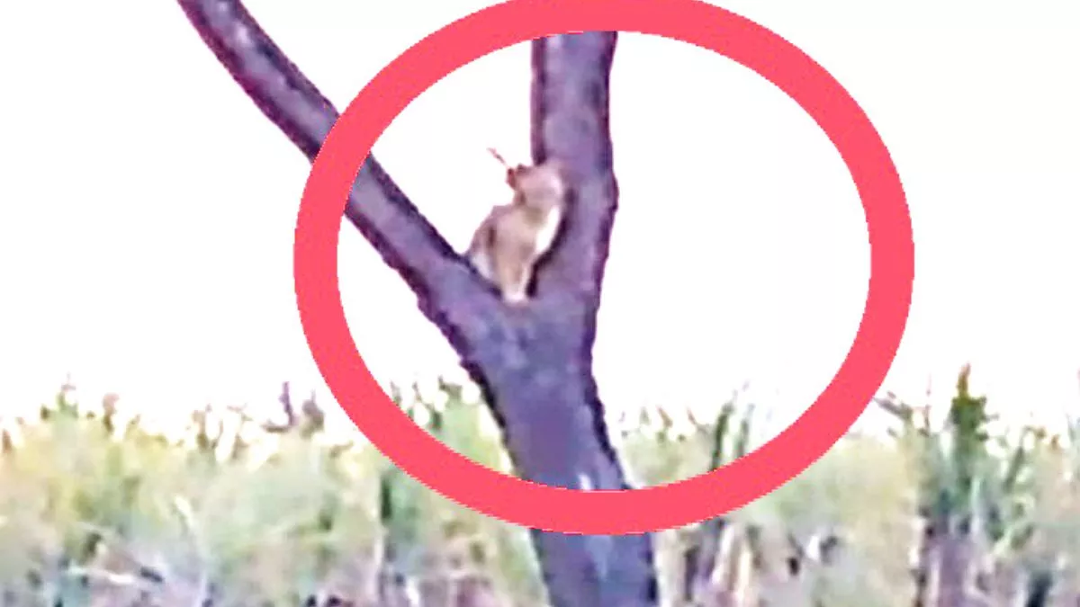 Hapur News: पेड़ पर बैठा दिखा तेंदुआ, किसानों में दहशत; वन विभाग की टीम तलाश में जुटी