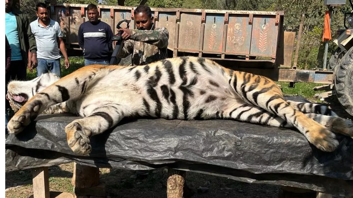 Udhamsingh Nagar: बाघ का शव मिलने से हडकंप, बाघ के शरीर पर चोट के निशान; रिपोर्ट आने पर होगा पर्दाफाश