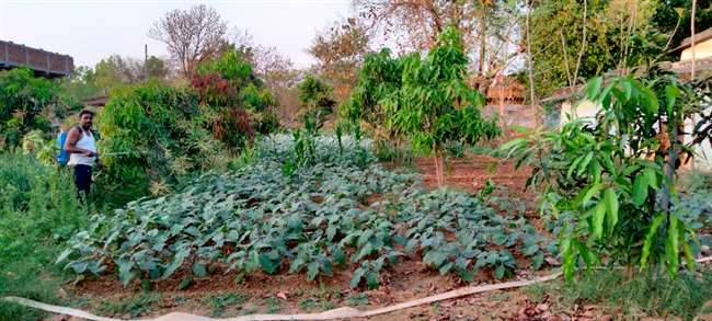 Farming: अलग तरीके से खेती कर दोगुना मुनाफा कमा रहे किसान