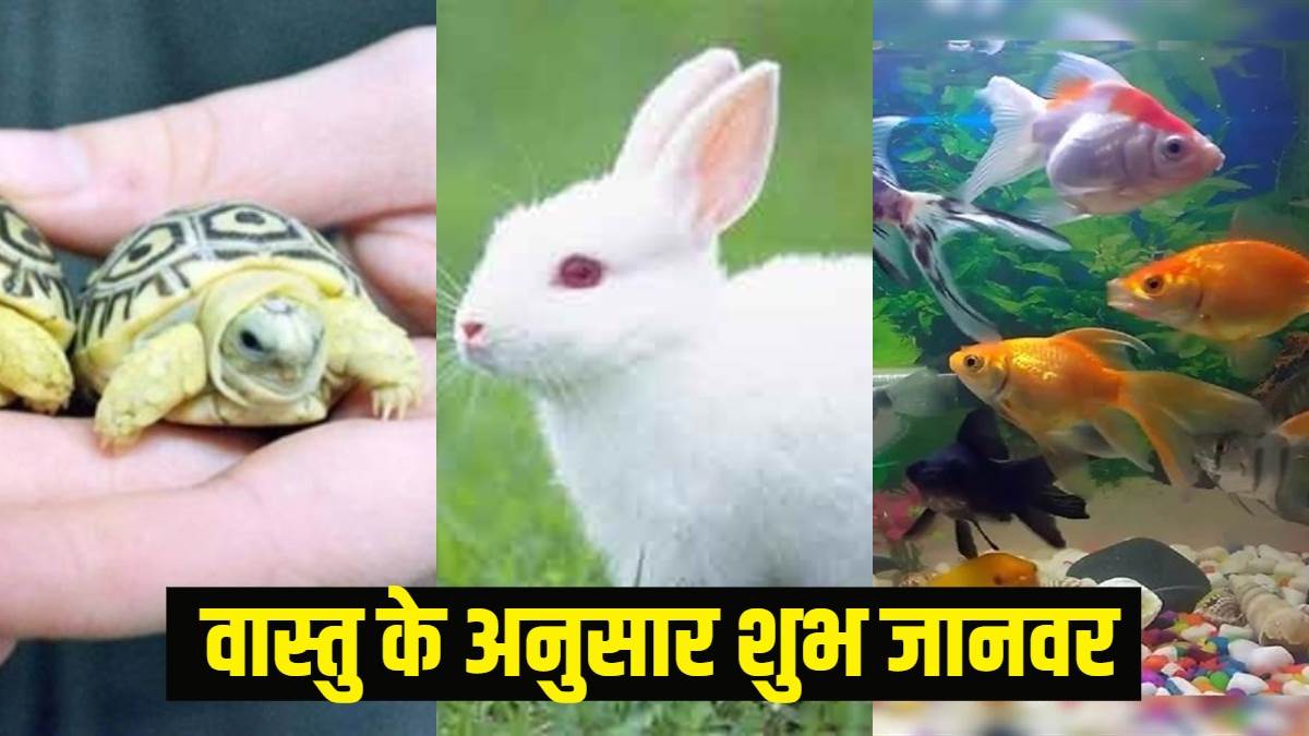 https://www.jagranimages.com/images/newimg/29032024/29_03_2024-animal_vastu_tips_23685383.jpg