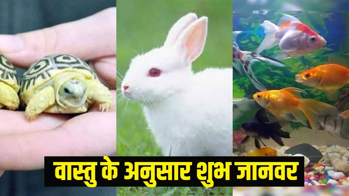 Animal Vastu tips: वास्तु के अनुसार घर में पाले ये जानवर, खींचा चला आएगा सौभाग्य