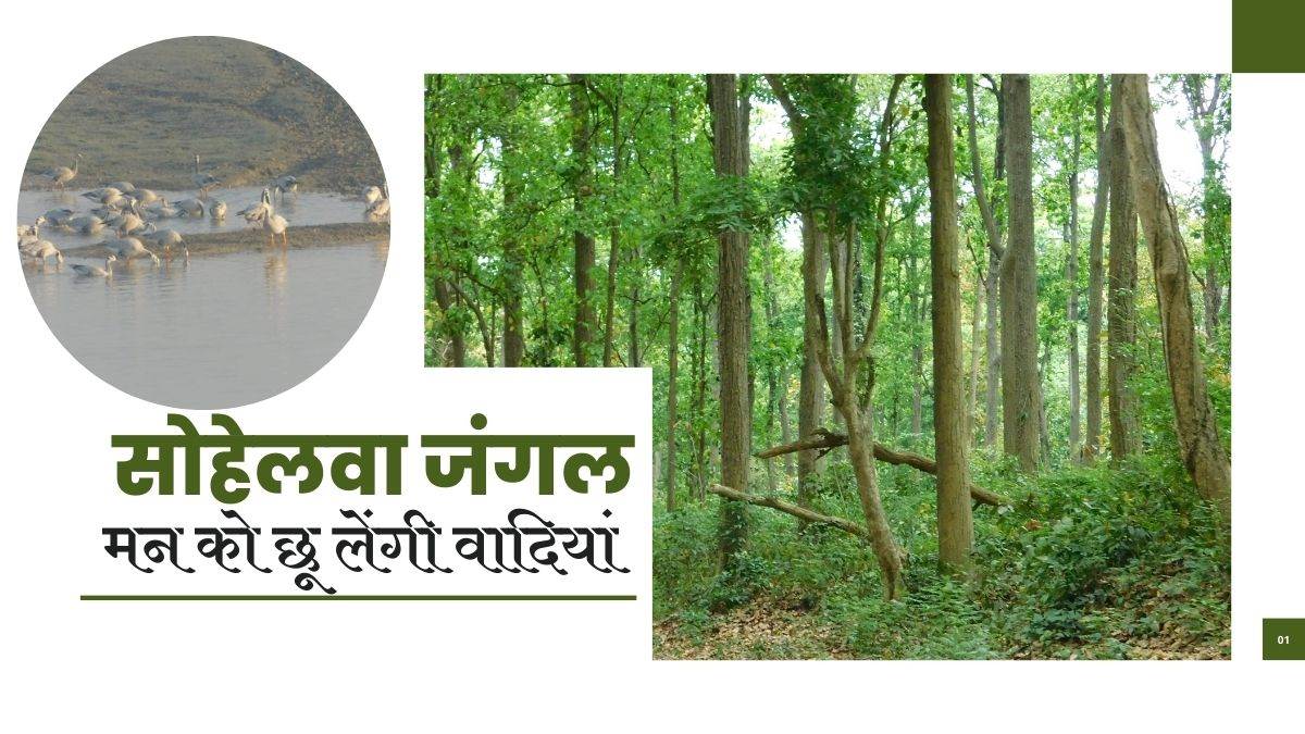 https://www.jagranimages.com/images/newimg/29032024/29_03_2024-sohelwa_forest_23685371.jpg