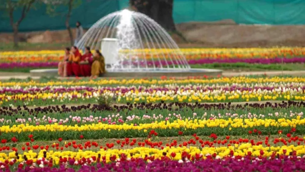 Tulip Garden: श्रीनगर में ट्यूलिप गार्डन में पर्यटकों की बहार, छह दिन में 61 हजार ने की सैर; ये फूल करे रहे आकर्षित