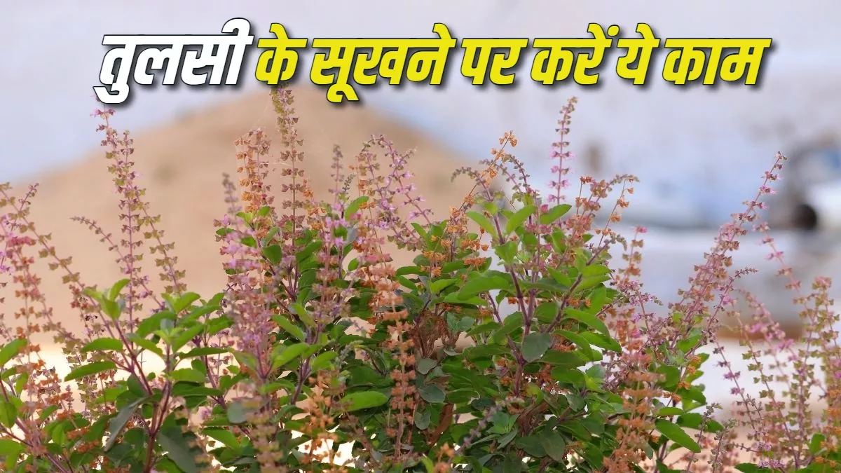 Tulsi Ke Niyam: तुलसी का सूखना होता है अशुभ, बुरे परिणाम से बचने के लिए करें ये काम