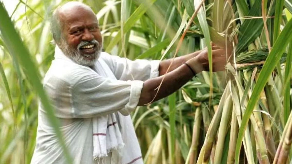 UP News: समय से गन्ना भुगतान से खुशहाल हुए उत्तर प्रदेश के किसान, सरकार को लेकर कही ये बात