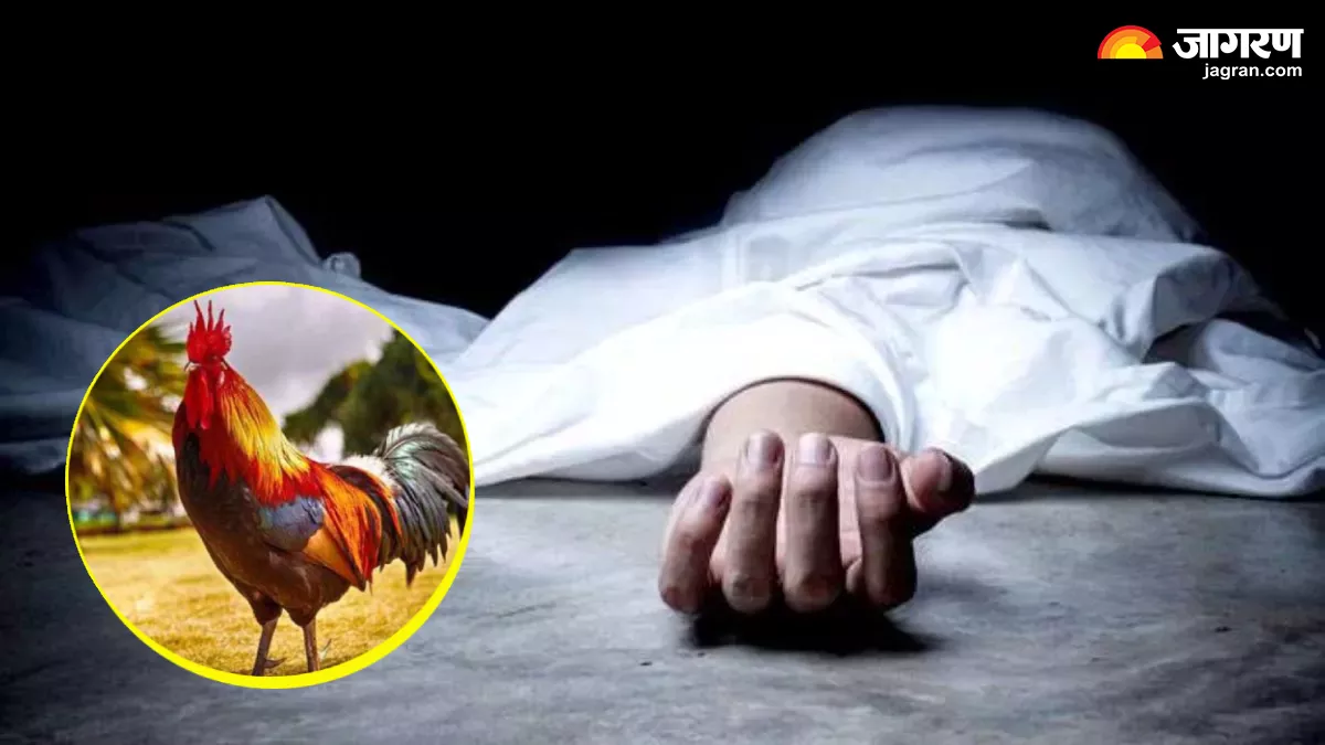 पानीपत में पार्टनर ने जताई चिकन खाने की इच्छा, खाली हाथ लौटा बॉयफ्रेंड; प्रेमिका ने जहर खाकर की आत्महत्या