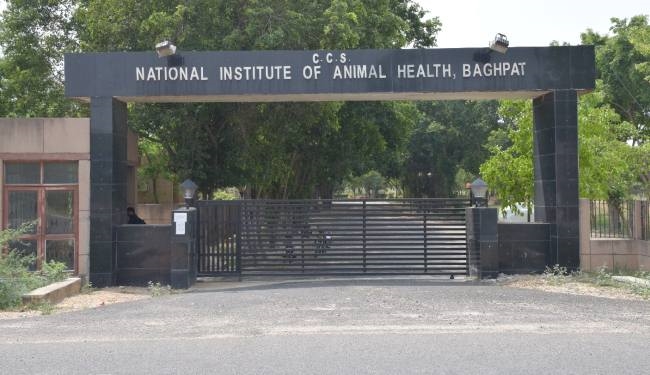 देश के पशुओं की जान बचाता है बागपत - animal medicine देश के पशुओं की जान बचाता है बागपत - animal medicine