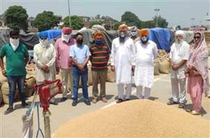 गेहूं खरीद करवाने में सरकार नाकाम