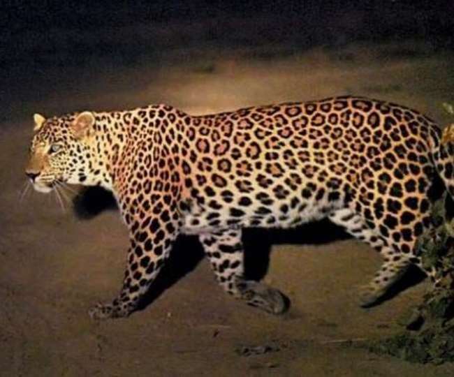 https://www.jagranimages.com/images/newimg/29042022/29_04_2022-tendua_22669715.jpg