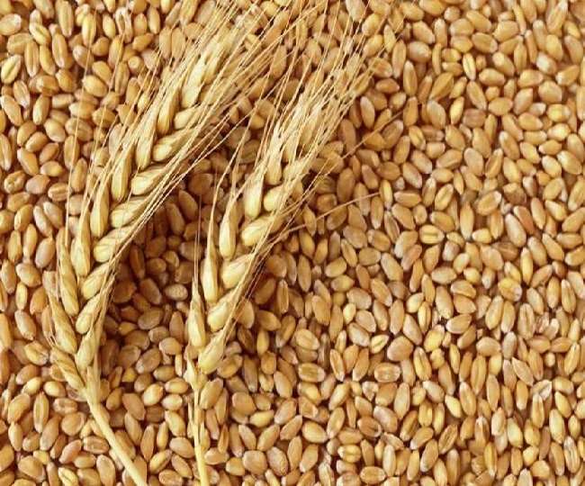 wheat MSP : रूस-यूक्रेन युद्ध का असर अनाजों पर भी दिखाई देने लगा है।