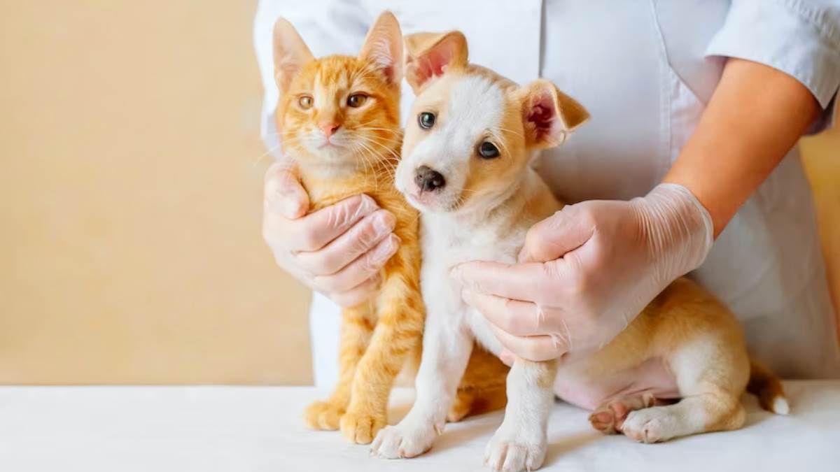 https://www.jagranimages.com/images/newimg/29042023/29_04_2023-world_veterinary_day_f_23398423_134515155.jpg